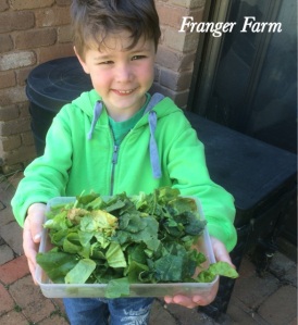 Today's delicious offerings, spinach and lettuce.