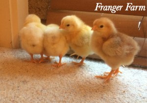 Our latest batch of 'chooklets'