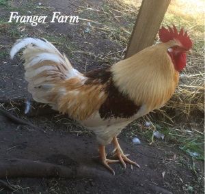 Reggie the rooster.