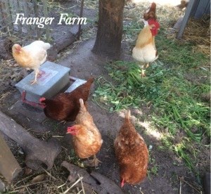 Franger Farm chooks.