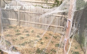 The strawberry patch.