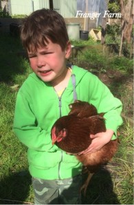 Helping with the chickens.