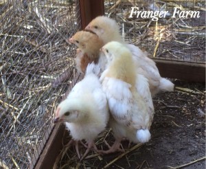 Getting used to the big outdoors.