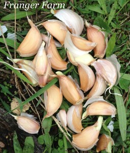 Separate your cloves for planting.