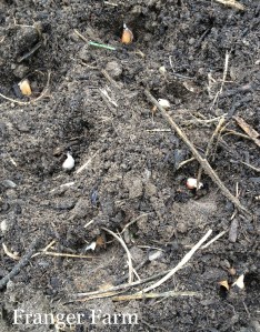 plant pointed end up.