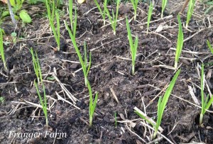 The garlic will send up shoots quickly.