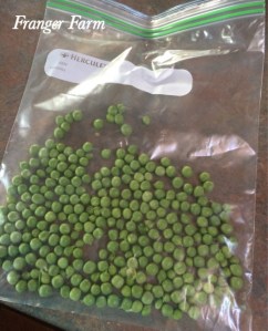 Bag the peas for freezing.
