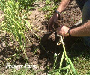 Brush of the dirt and allow to dry before storing. 
