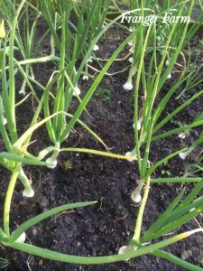 Onions need to grow in full sun in well drained soil.