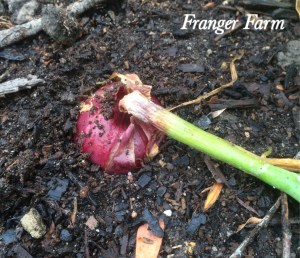 The tops of your onions will fall over as the onions mature.