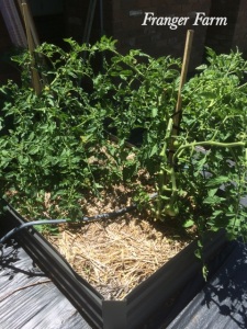 Tomato plants in a raised bed.