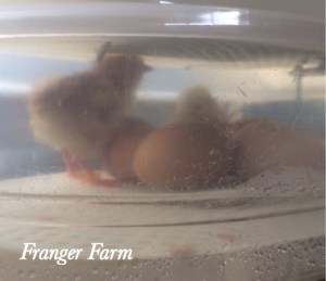 An incubator allows you to control the timing of the hatch.