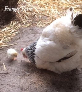 A good broody hen will take care of everything for you.