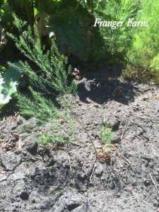 The crowns will send up ferny shoots in the spring.