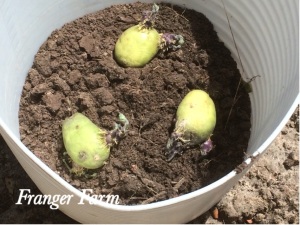 You can easily grow potatoes in a large container if you have no space in your garden.