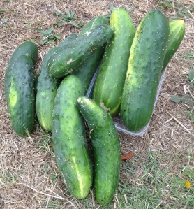 cucumber can be sown in sub tropical/tropical climates in March.