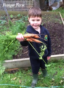 carrots don't mind reduced sun hours.