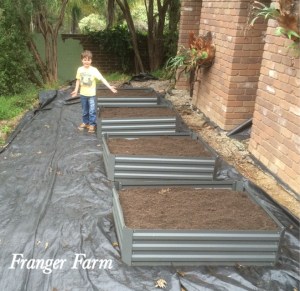 Raised beds ready to be planted up.
